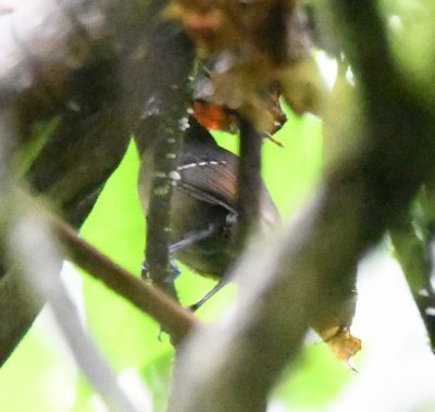 Looks like the wing and back pattern of a Streak-crowned Antvireo