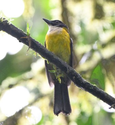 White-throated Shrike-Tanager