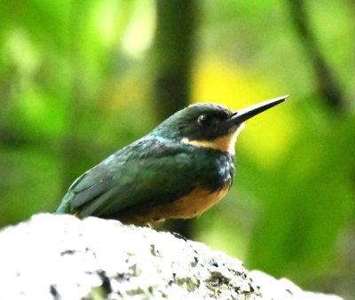 Female Rufous-tailed Jacamar
on the concrete rail of the path
at Arenal Hanging Bridges Park, CR