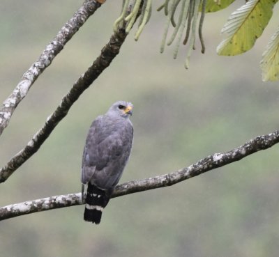 Gray Hawk in a Cecropia tree
as we were leaving Arenal Hanging Gardens Park