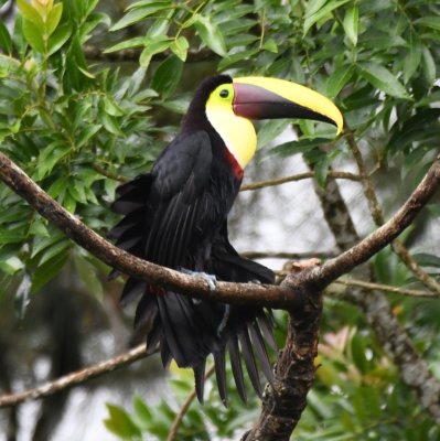 Yellow-throated Toucan stretching
seen from the deck at Arenal Observatory Lodge