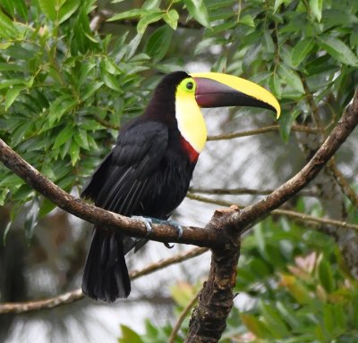 Yellow-throated Toucan
at Arenal Observatory Lodge
