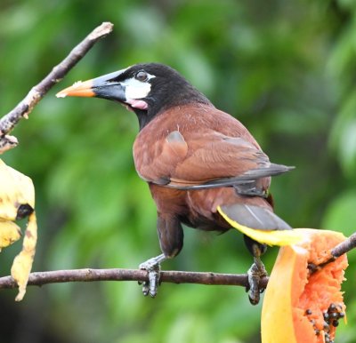 Montezuma Oropendola
at the feeder at Arenal Observatory Lodge