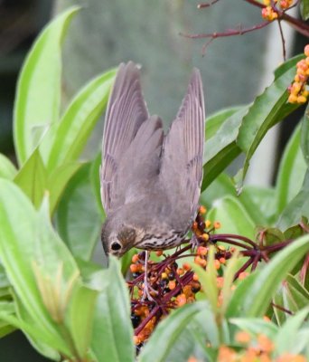 Swainson's Thrush
raising its wings to balance itself