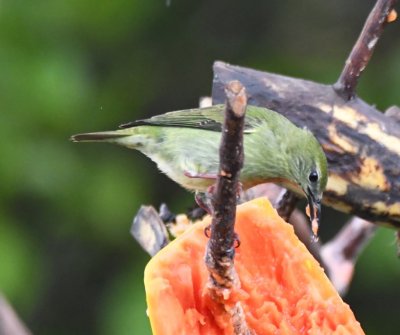 Female Red-legged Honeycreeper