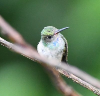 Unidentified hummingbird