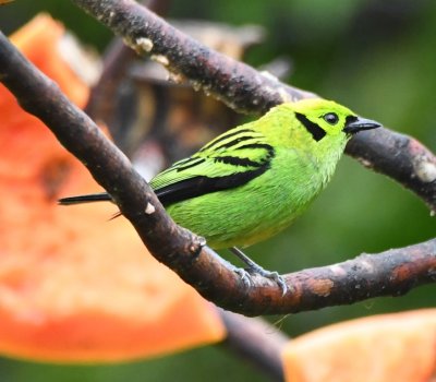 Emerald Tanager