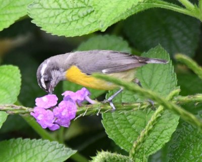 Bananaquit