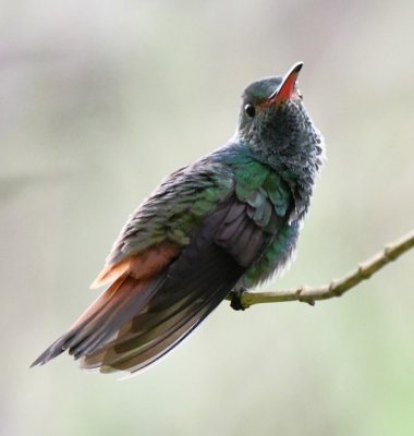 Rufous-tailed Hummingbird