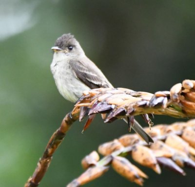 Eastern Wood-Pewee