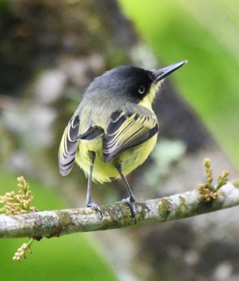 Common Tody-Flycatcher