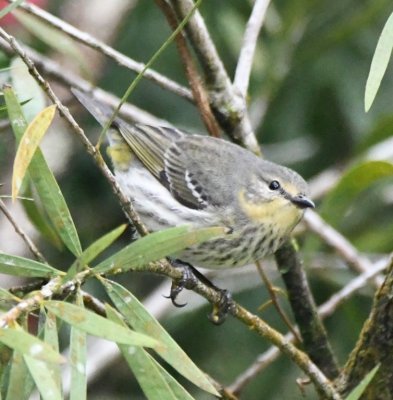 Female Cape May Warbler