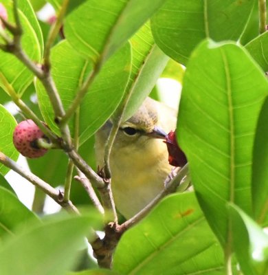 Tennessee Warbler
eating a berry