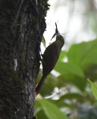 Spotted Woodcreeper
with walkingstick insect