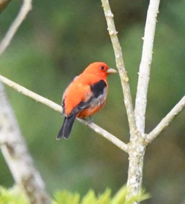 Scarlet Tanager