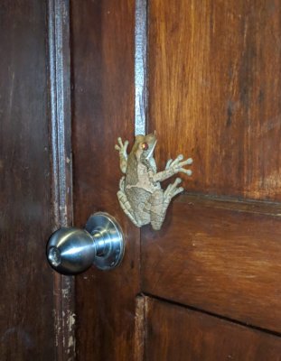 Andy found this frog on the door to one of the rooms at Hotel Villa Lapas at the end of the day.
