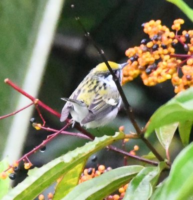 Female Chestnut-sided Warbler
On berried bush below the dining room deck at Arenal Observatory Lodge our last morning there