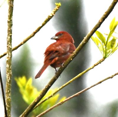 Hepatic Tanager
note silver-black bill