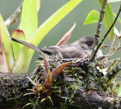 Eastern Wood-Pewee on nest
Lower mandible orange with black tip