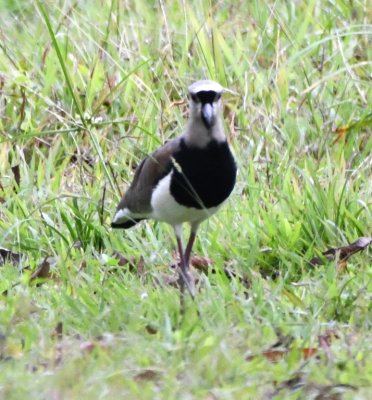 Southern Lapwing
one of a group of three we saw along the highway leaving Arenal