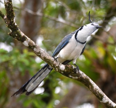 White-throated Magpie-Jay
along the highway from Arenal to Tarcoles
Alajuela Province, Costa Rica