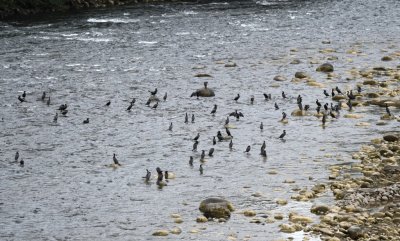 Neotropic Cormorants in a river along the highway