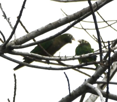 Olive-throated Parakeets in a bare tree along the highway