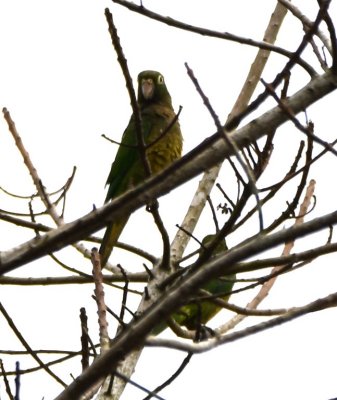 Olive-throated Parakeets