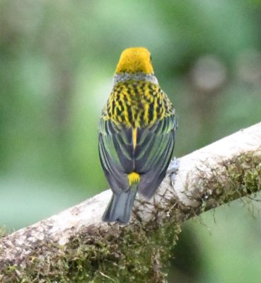 Back side of a Silver-throated Tanager
at San Luis Canopy Adventure