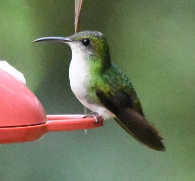 Female Coppery-headed Emerald hummingbird
