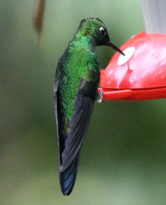 Male Green-crowned Brilliant hummingbird