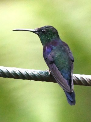 Male Crowned Woodnymph hummingbird
previously Violet-crowned