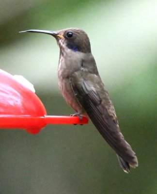 Brown Violetear hummingbird