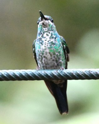 Female White-necked Jacobin hummingbird