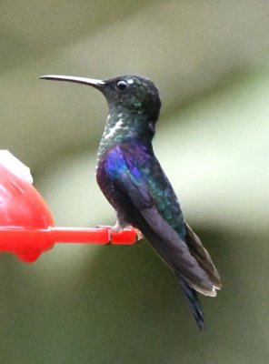 Immature Crowned Woodnymph hummingbird