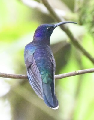 Violet Sabrewing hummingbird