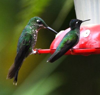 Female Green-crowned Brilliant (L) and male Violet-headed Hummingbird (R)