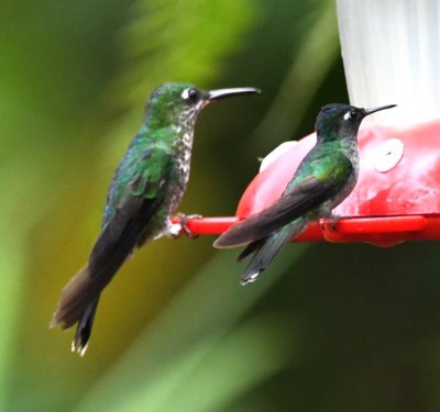 Female Green-crowned Brilliant (L) and male Violet-headed Hummingbird (R)