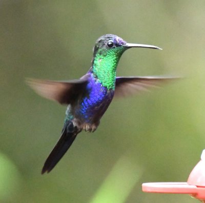 Male Crowned Woodnymph hummingbird
