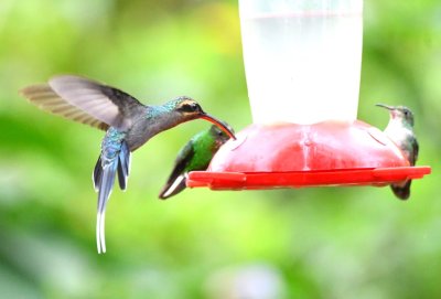 Female Green Hermit hummingbird in foreground