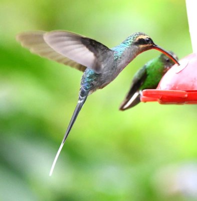 Female Green Hermit hummingbird