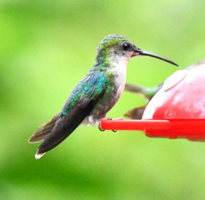 Female Crowned Woodnymph hummingbird