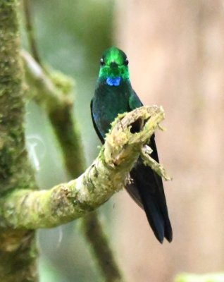 Male Green-crowned Brilliant hummingbird
showing iridescent green crown and blue throat patch