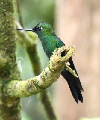 Male Green-crowned Brilliant hummingbird
With a small turn of the head, the iridescence disappears.