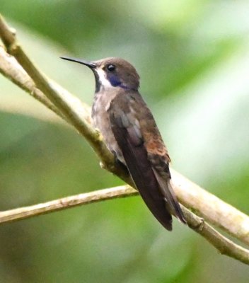 Side view of Brown Violetear hummingbird