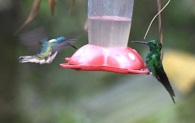 White-necked Jacobin (L) and Green-crowned Brilliant (R) hummingbirds