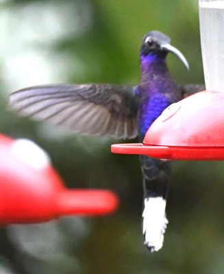 Male Violet Sabrewing hummingbird