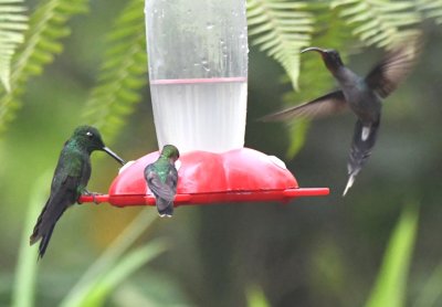 Green-crowned Brilliant, unidentified hummingbird and Green Hermit