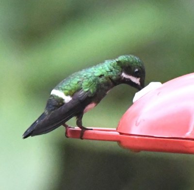 Female Green Thorntail hummingbird
