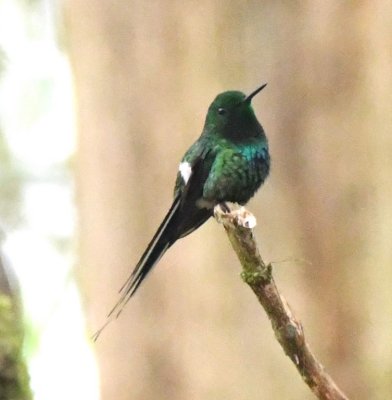 Male Green Thorntail hummingbird